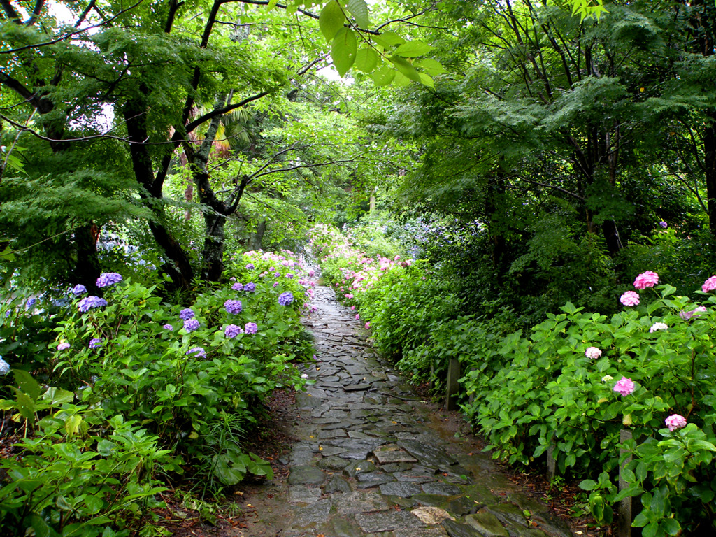 紫陽花