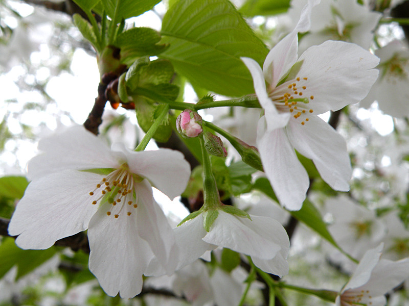 桜