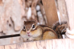 シマリス