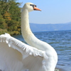 羽ばたく白鳥