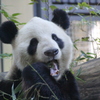 パンダ