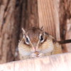 シマリス