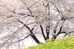 桜とたんぽぽ