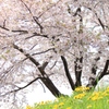 桜とたんぽぽ