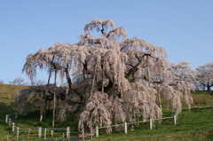 三春滝桜2