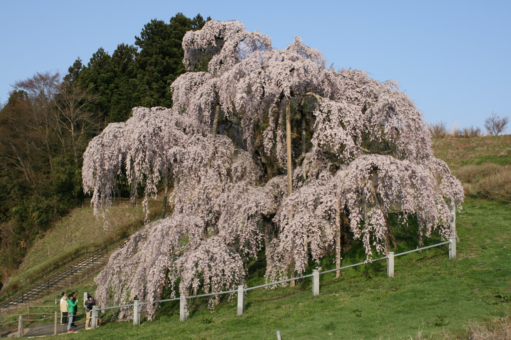 三春滝桜