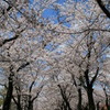 sakura3