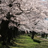 sakura2