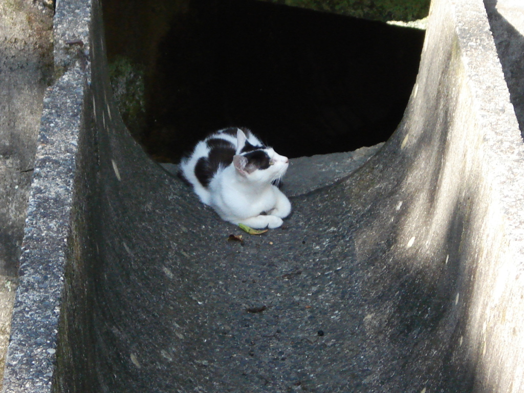 溝に猫