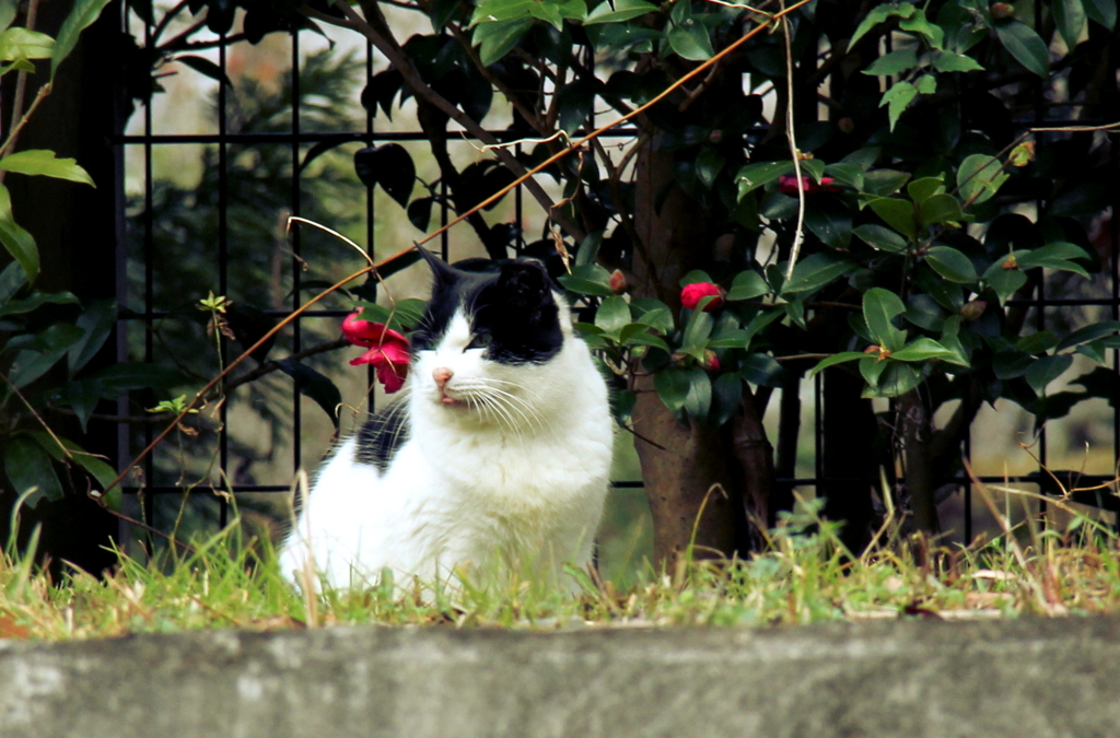 ノラ