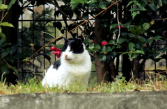 ノラ