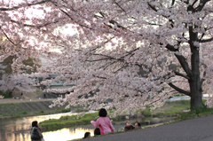 花見風景