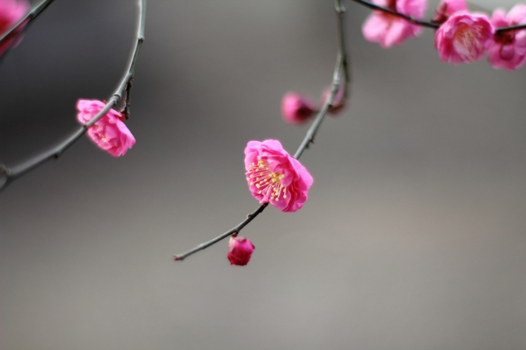 ＰＬＵＭ