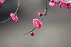 ＰＬＵＭ