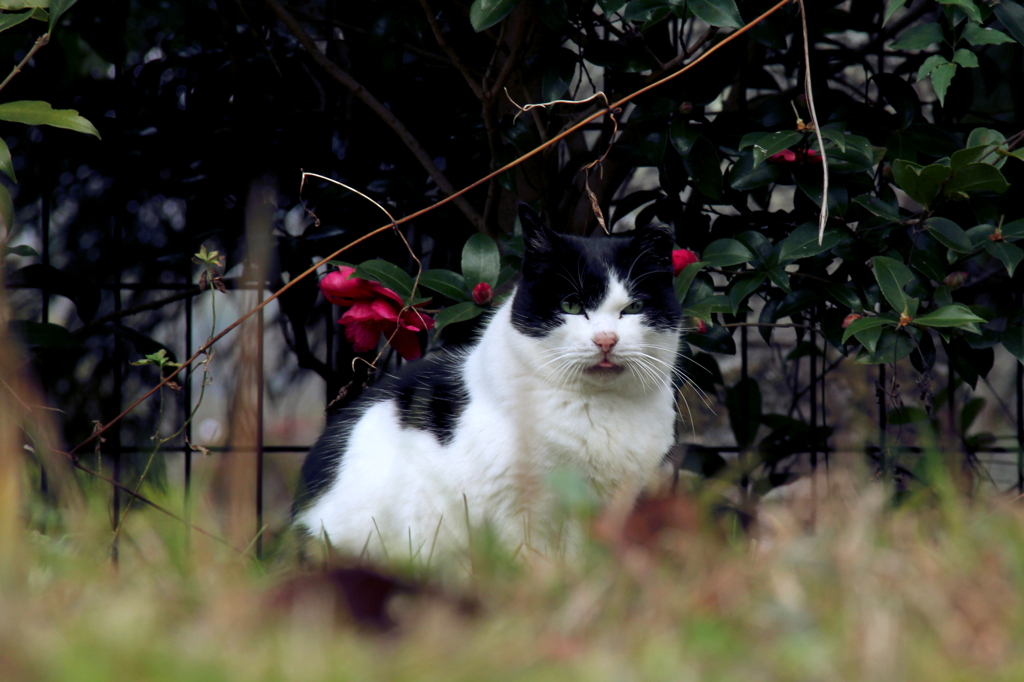 猫