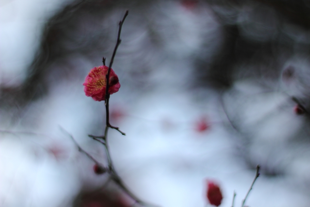 梅の花