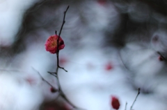 梅の花