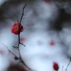 梅の花