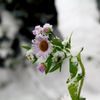 IMG_0255