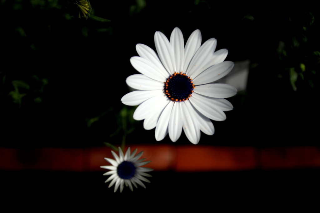 DPP_1234