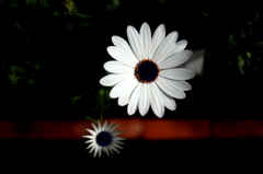 DPP_1234