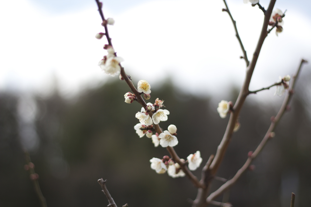 Ume_2