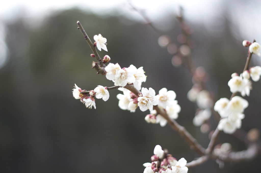 Ume_1