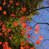 Autumn Leaves2