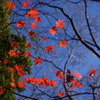 Autumn Leaves1