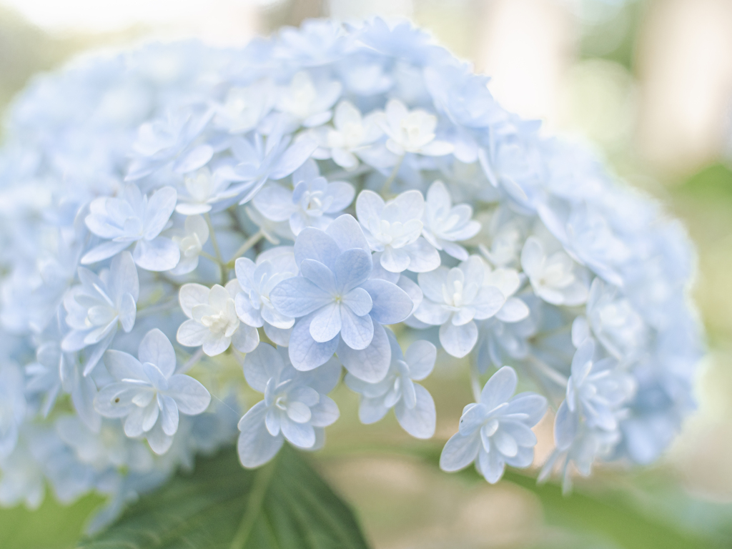 紫陽花