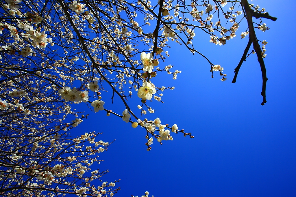 空いっぱいの梅