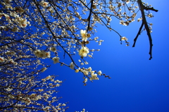 空いっぱいの梅