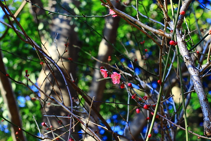 梅の花