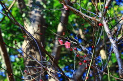 梅の花