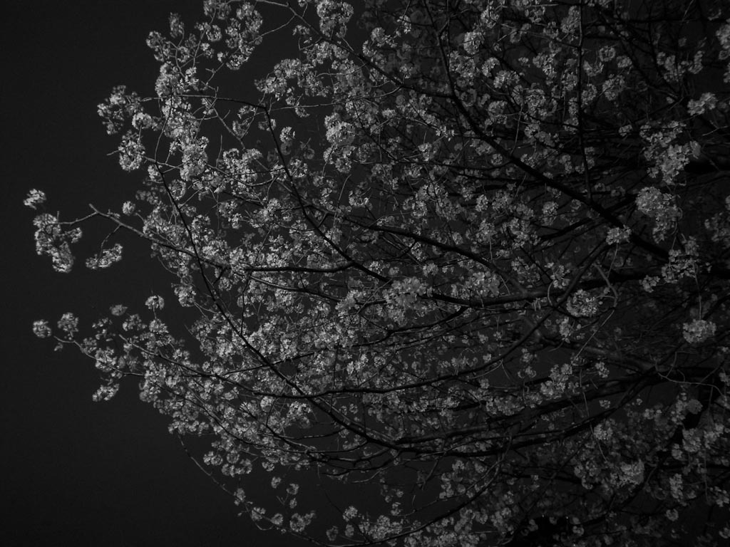 櫻花