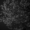 櫻花