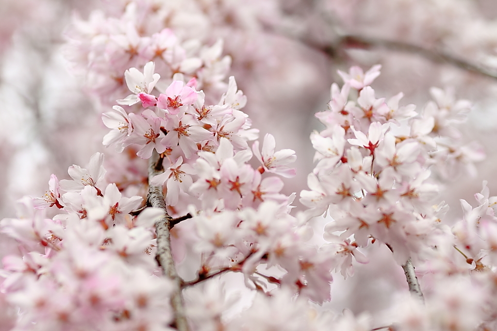 上野公園の桜