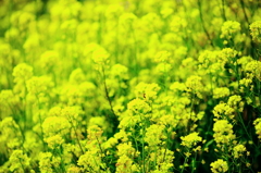 菜の花