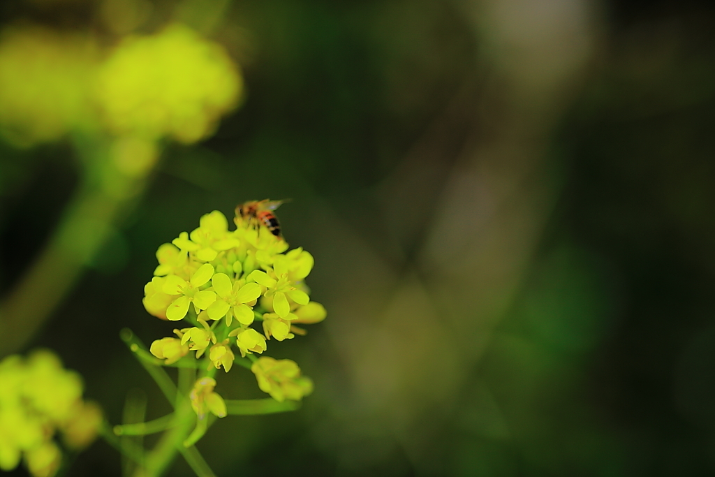 菜の花とミツバチ