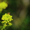 菜の花とミツバチ