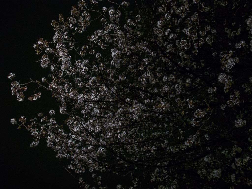 櫻花