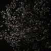 櫻花