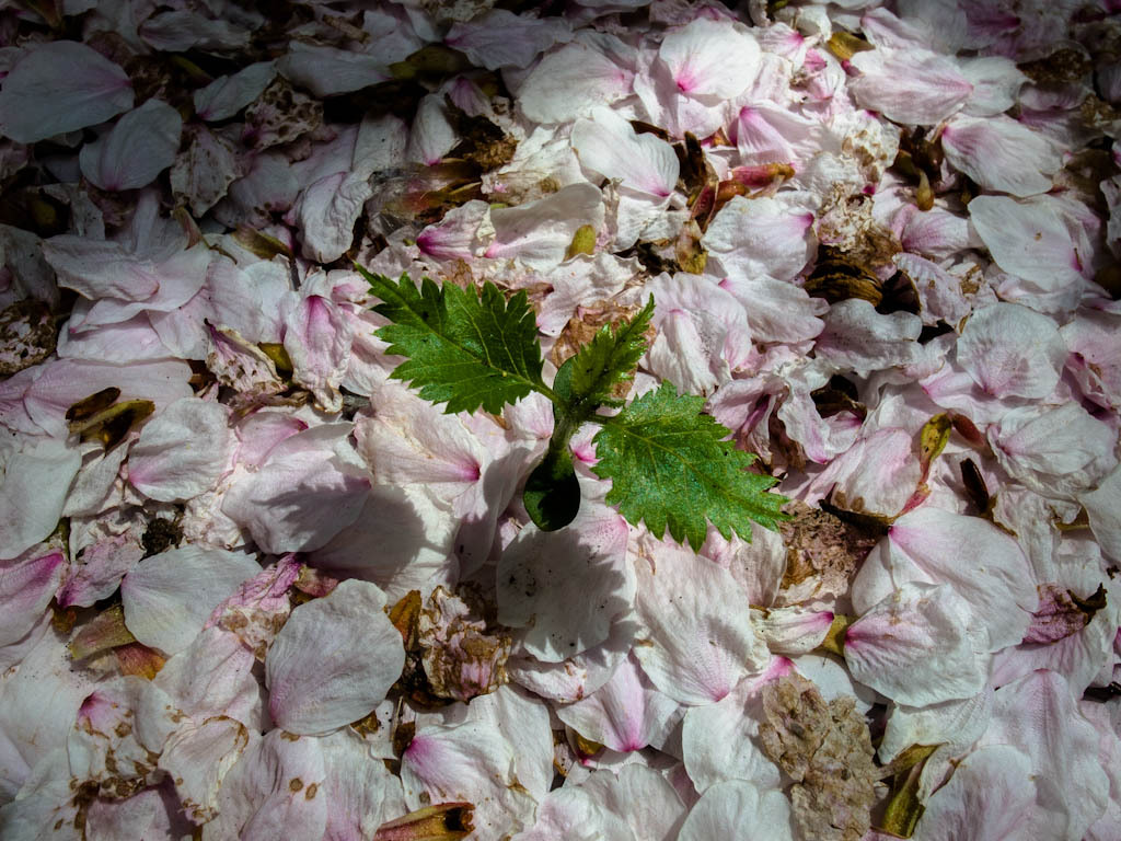 芽吹く桜　散る桜