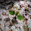 芽吹く桜　散る桜