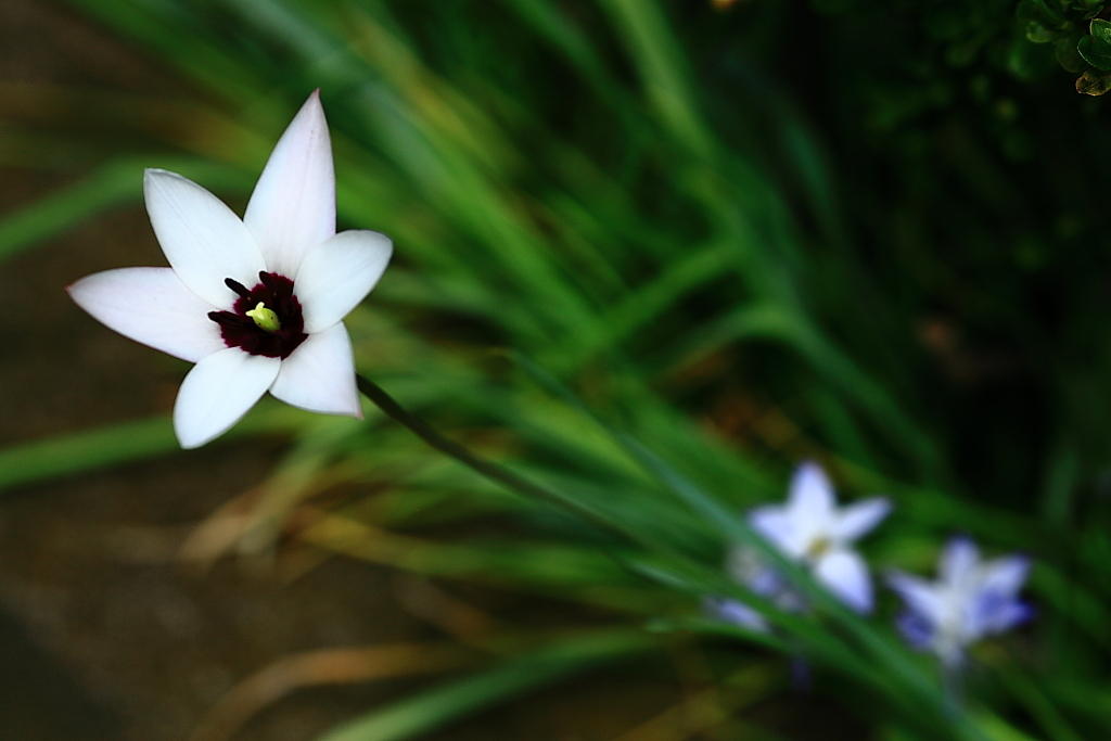 道ばたの花