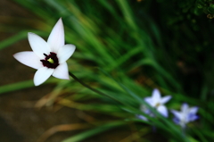 道ばたの花