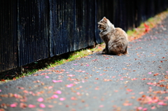 猫と黒塀