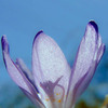 花は咲く。