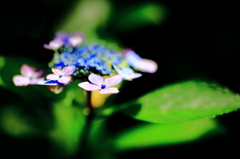 紫陽花