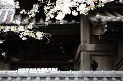 桜を探して〜浅草